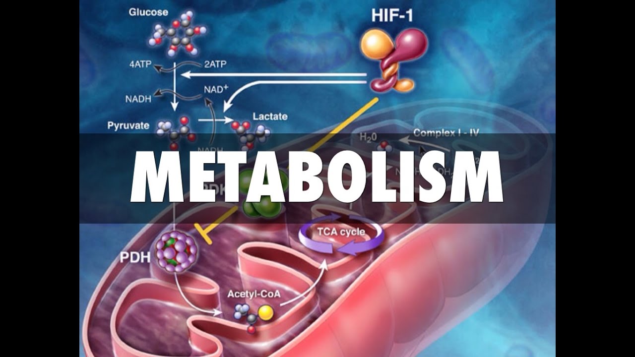 The Connection Between Muscles and Metabolism